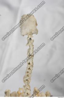 Photo Textures of Hen Skeleton